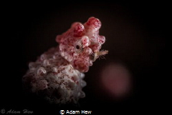 Uncropped pygmy portrait with parasite. by Adam Hew 